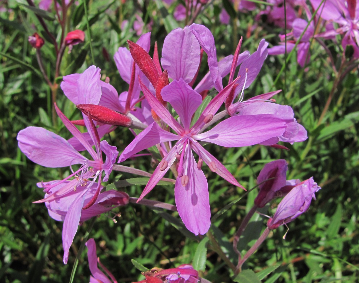 Image of Chamaenerion colchicum specimen.