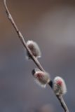 Salix lapponum