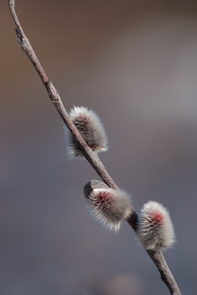 Изображение особи Salix lapponum.