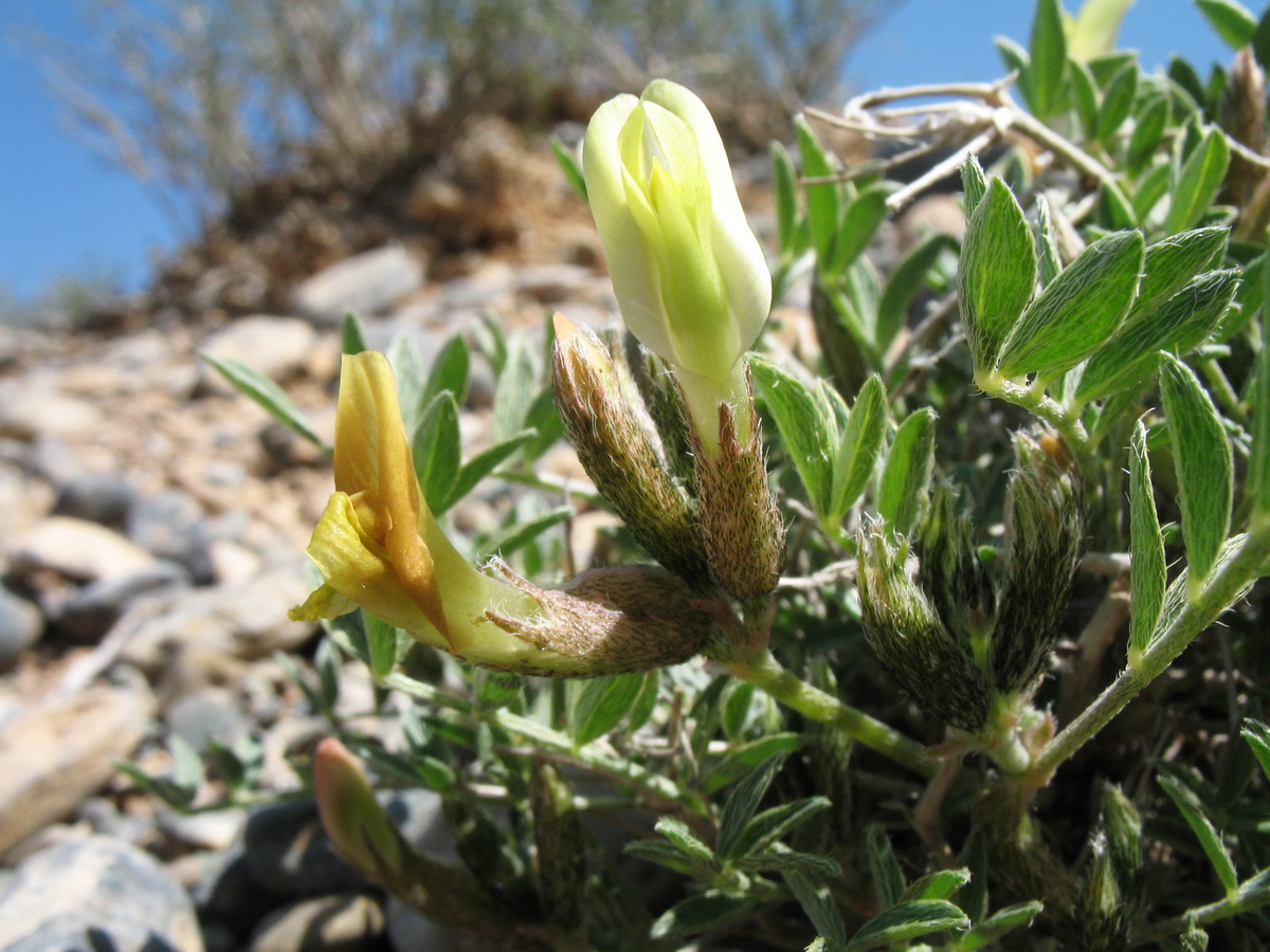 Изображение особи род Astragalus.