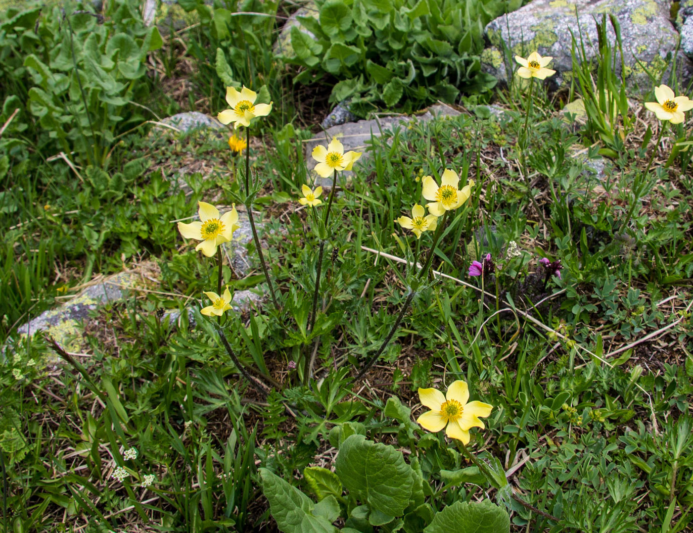 Изображение особи Anemonastrum speciosum.