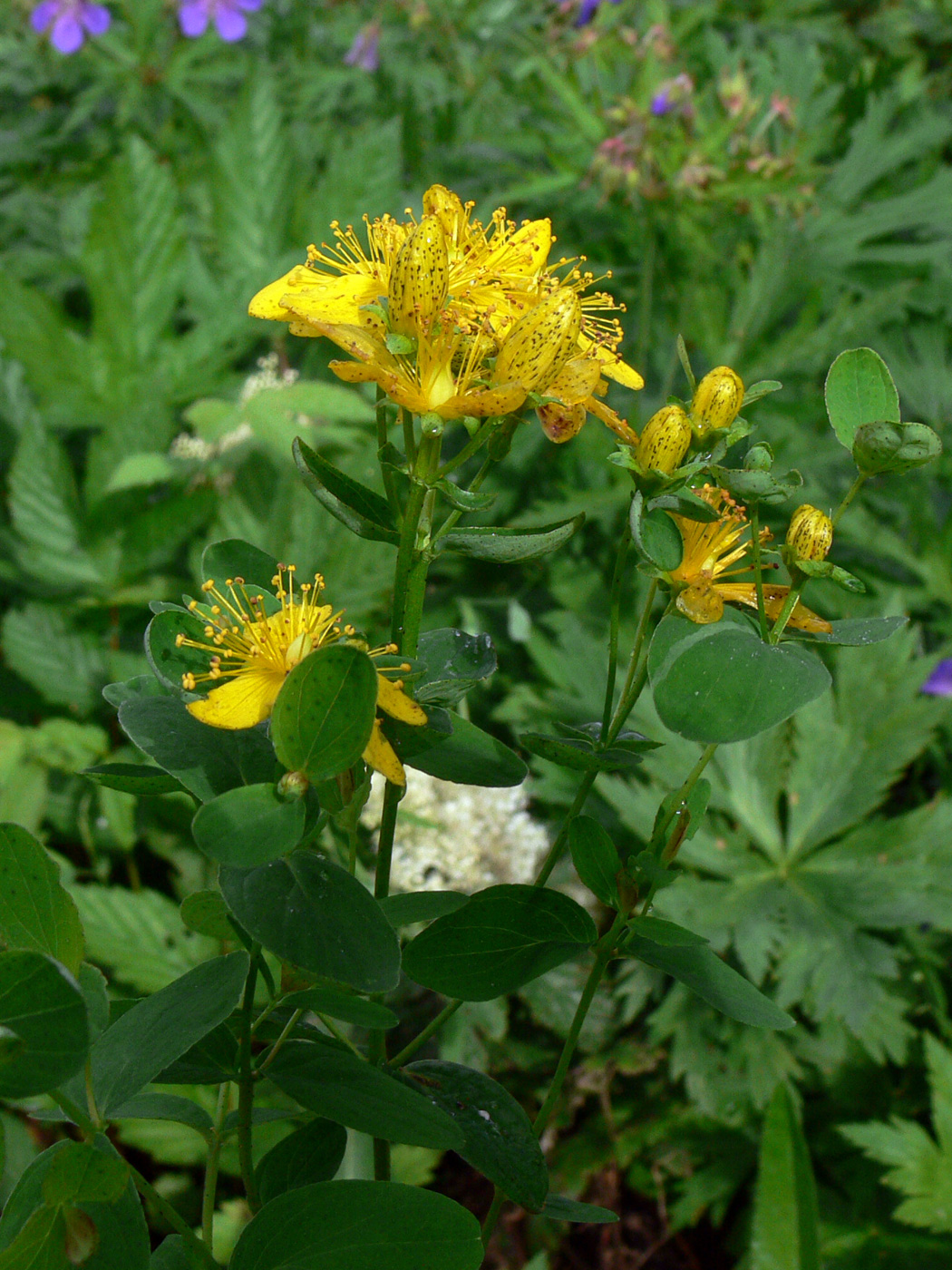 Изображение особи Hypericum maculatum.