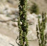 Artemisia tournefortiana