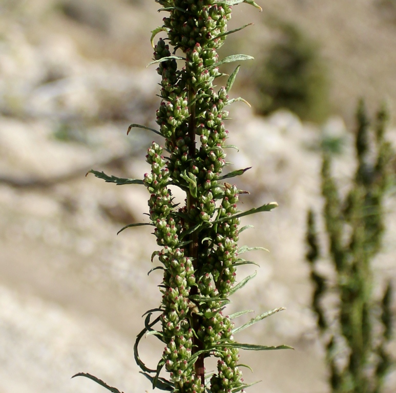 Image of Artemisia tournefortiana specimen.