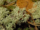 Cladonia arbuscula. Часть таллома; в сообществе с Pogonatum urnigerum (?). Северный Урал, Пермский край, долина р. Язьва в р-не с. Верх-Язьва, опушка соснового бора, мохово-лишайниковый покров. 20 августа 2017 г.