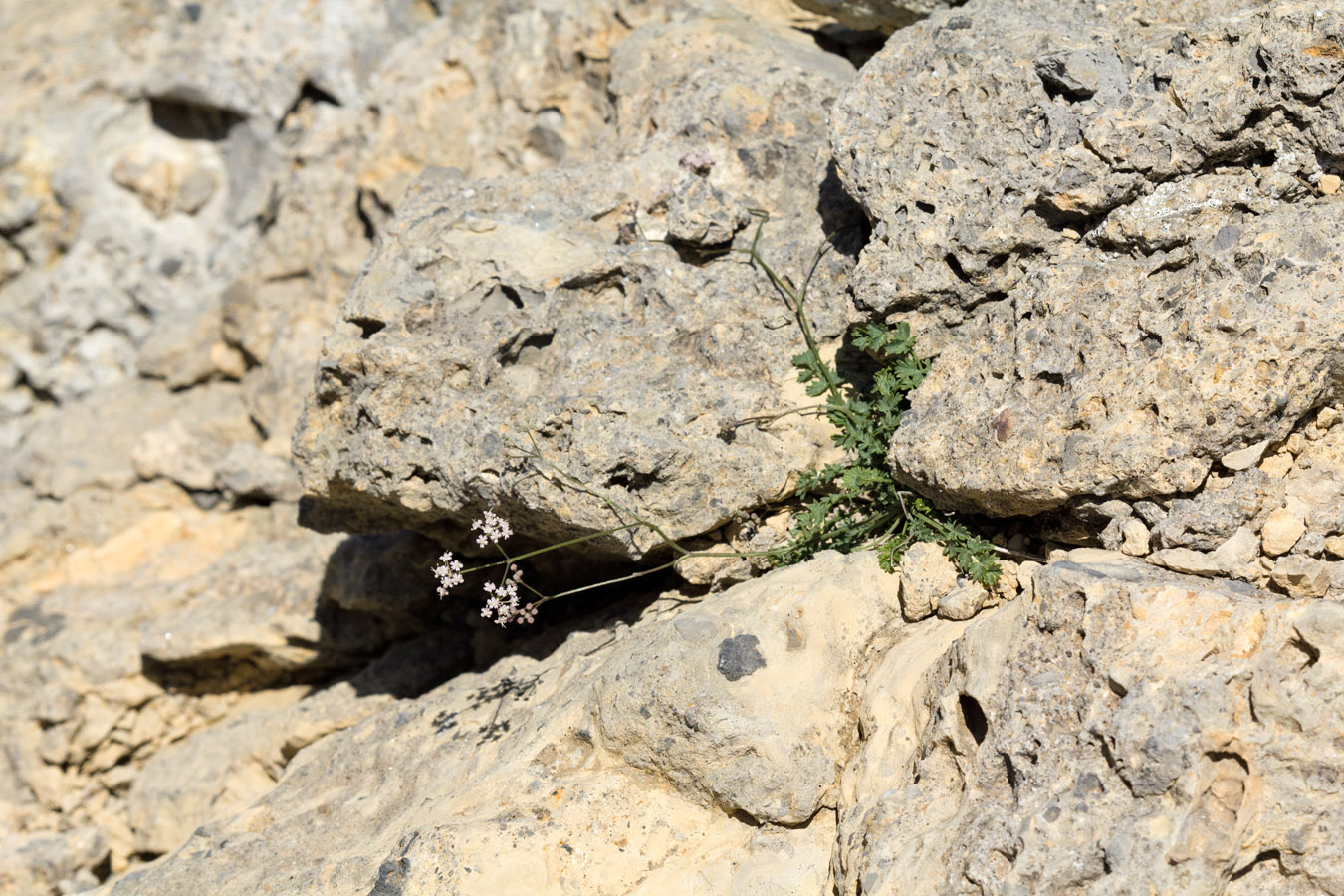 Image of Pimpinella tragium ssp. depressa specimen.