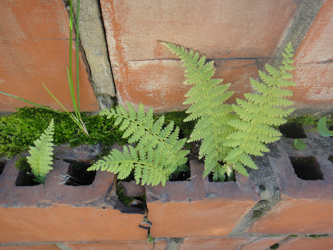 Изображение особи Athyrium monomachii.