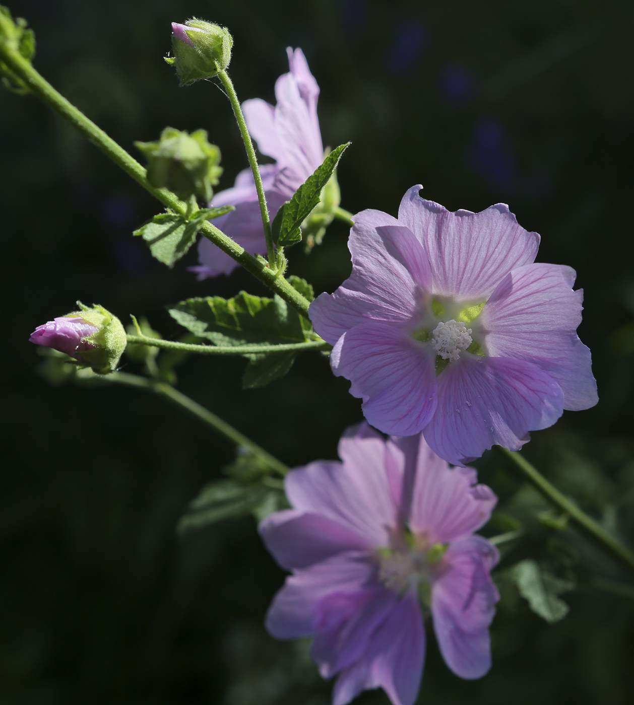 Image of Malva thuringiaca specimen.