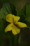 Viola acutifolia