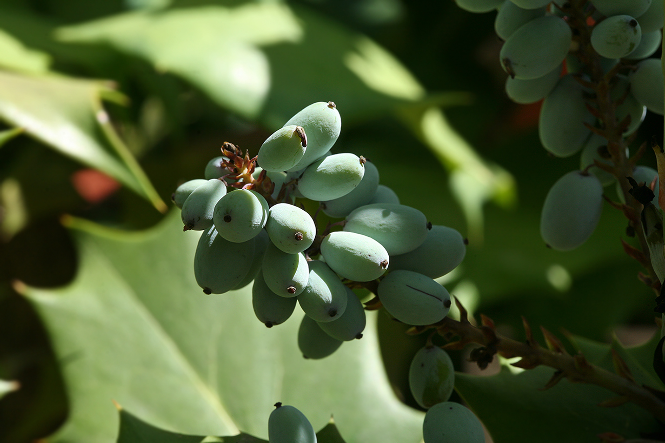 Image of Mahonia bealei specimen.