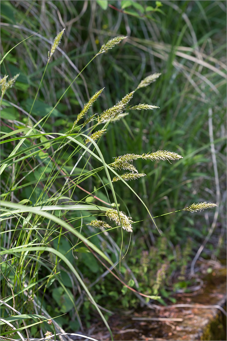 Изображение особи Anthoxanthum amarum.