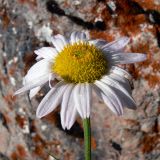 Chrysanthemum zawadskii. Соцветие. Свердловская обл., окр. г. Североуральск, известняковая скала, южная сторона. 11.08.2017.