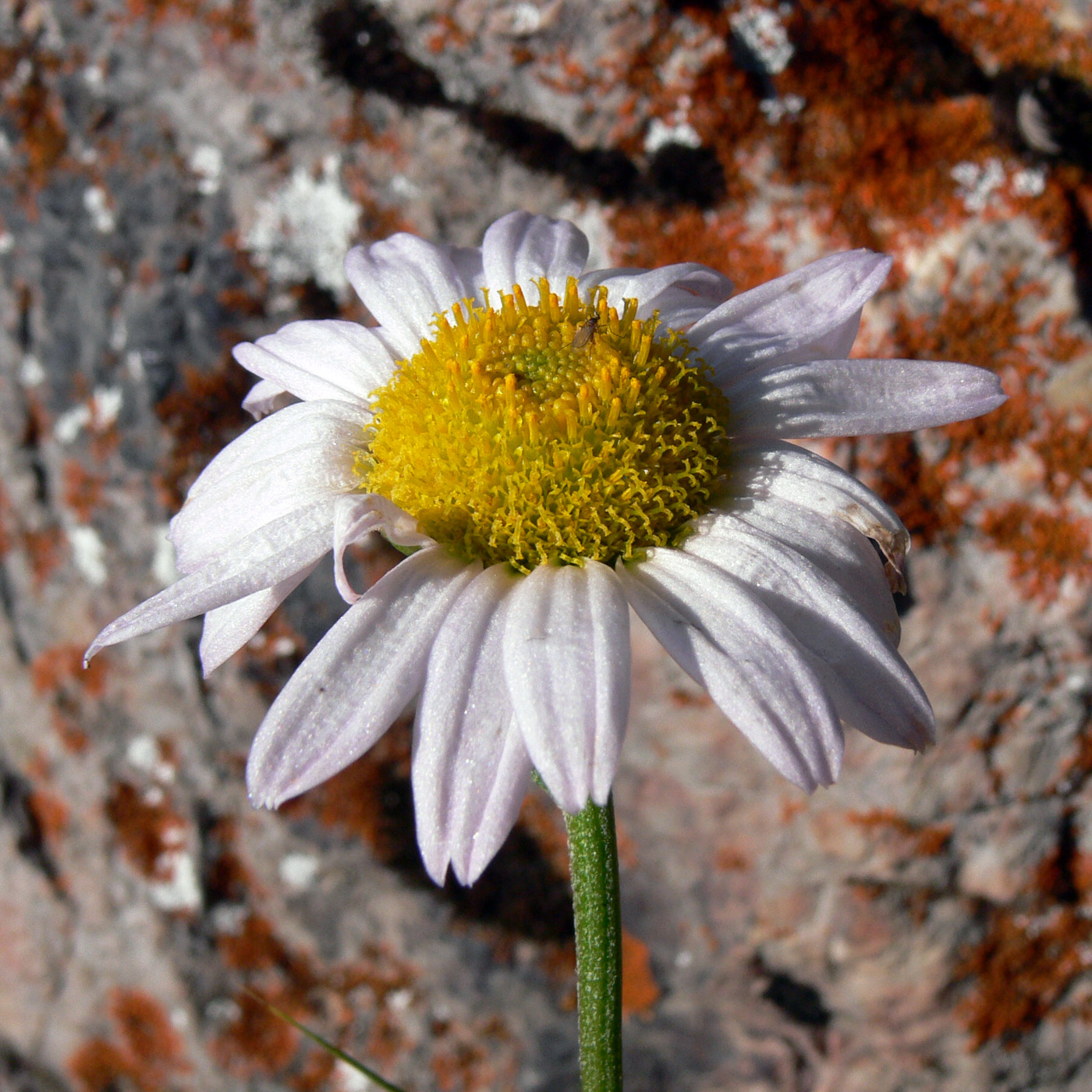 Изображение особи Chrysanthemum zawadskii.