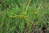 Cyperus eragrostis
