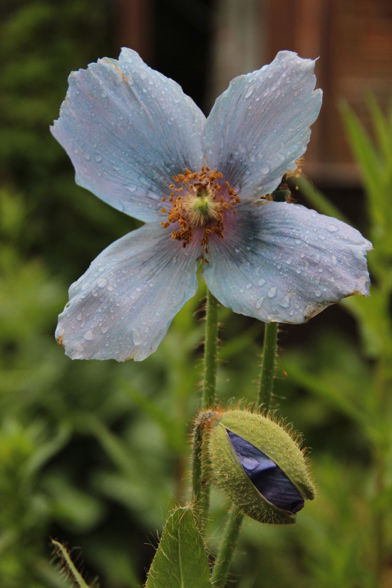 Image of Meconopsis &times; sheldonii specimen.