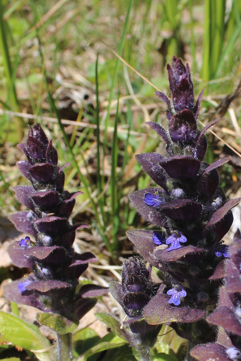 Изображение особи Ajuga pyramidalis.