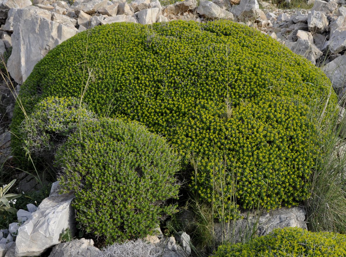 Image of Euphorbia acanthothamnos specimen.
