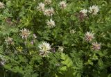 Trifolium ambiguum