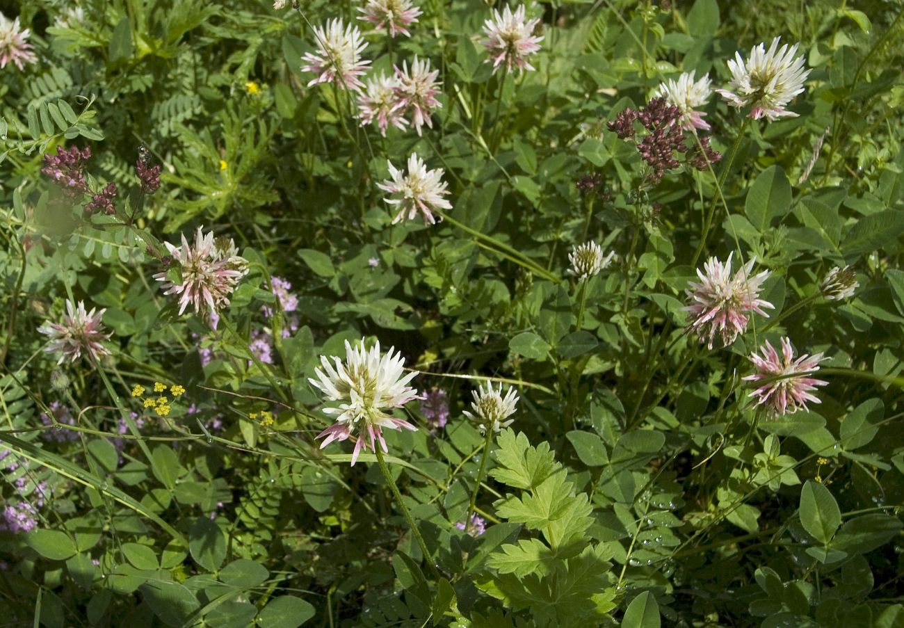 Image of Trifolium ambiguum specimen.