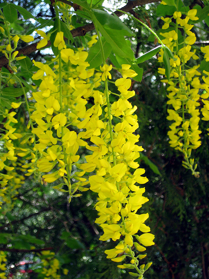 Image of Laburnum alpinum specimen.