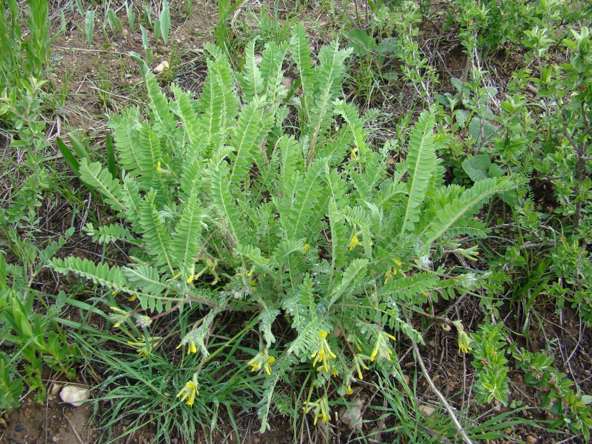 Image of Astragalus anisomerus specimen.