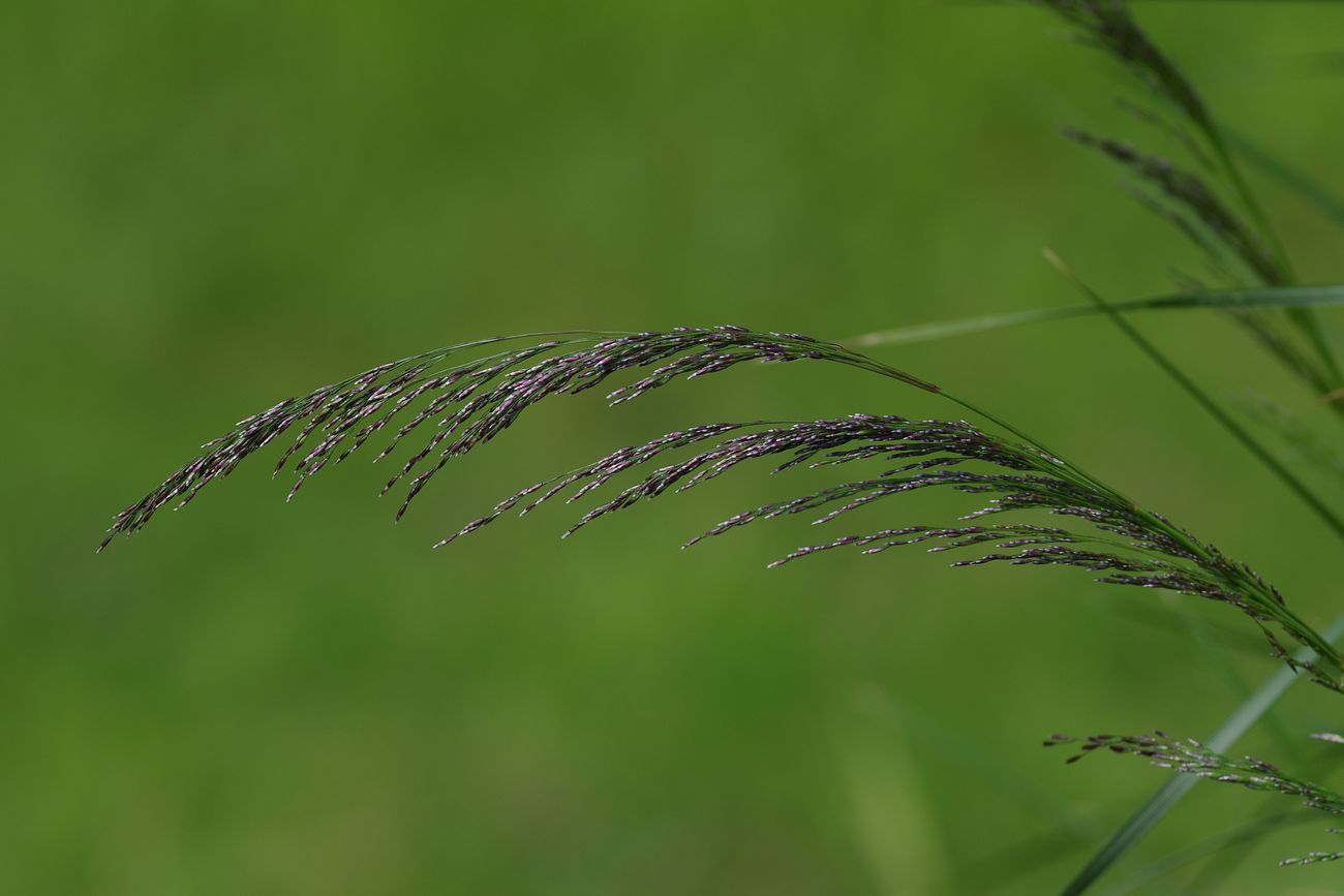 Изображение особи Deschampsia cespitosa.