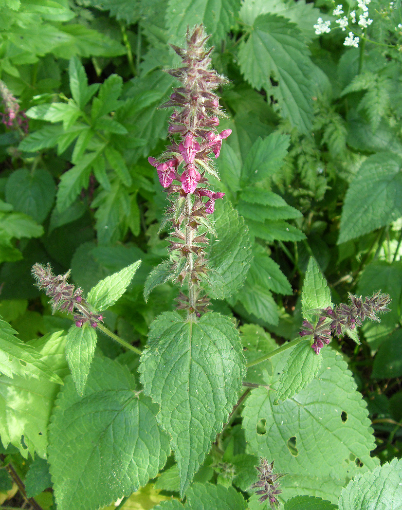 Image of Stachys sylvatica specimen.