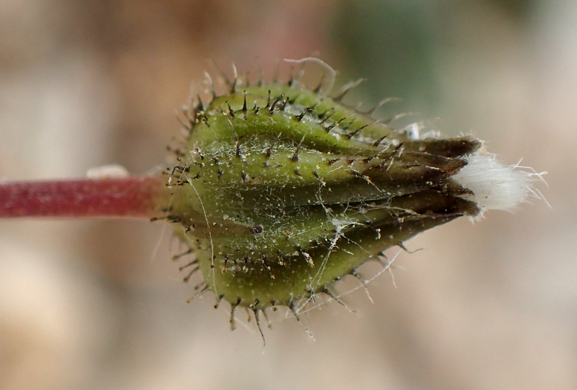 Image of Crepis neglecta ssp. graeca specimen.