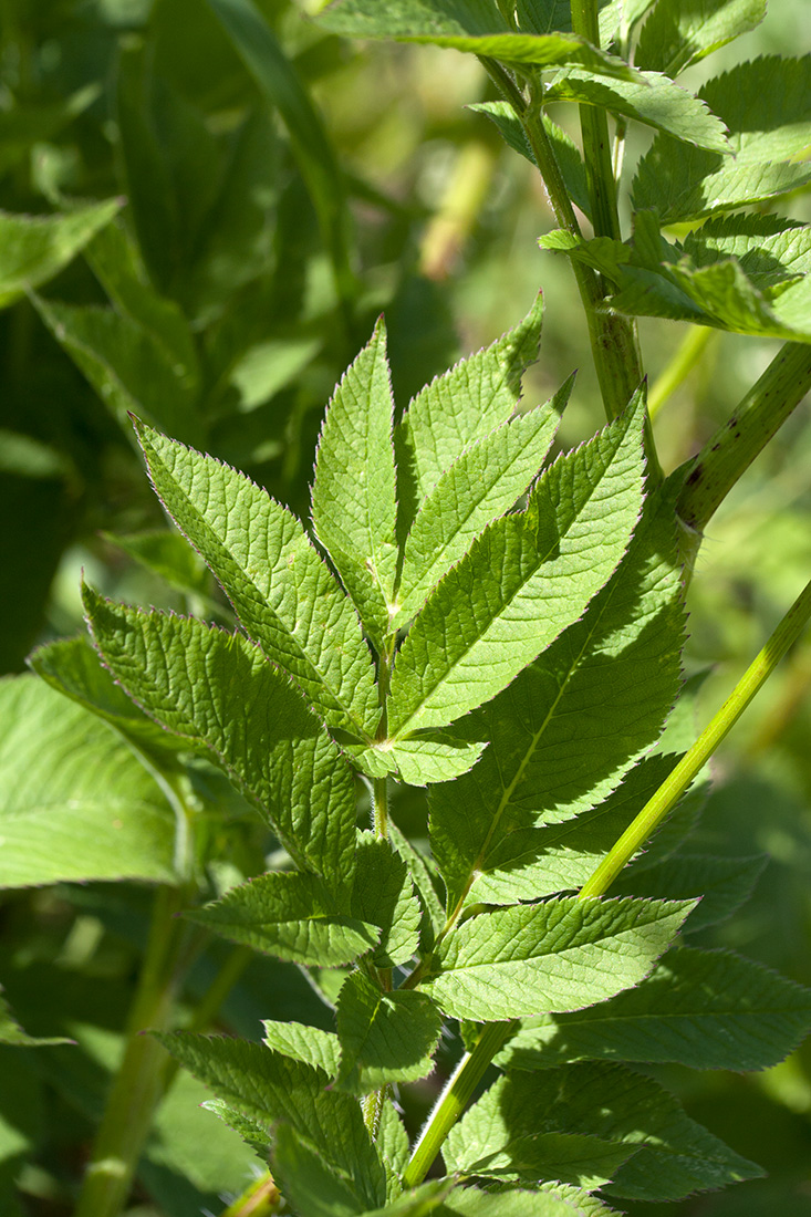 Image of Chaerophyllum aromaticum specimen.