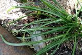 Ornithogalum umbellatum