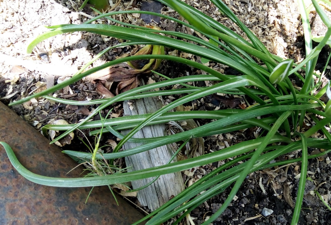 Image of Ornithogalum umbellatum specimen.