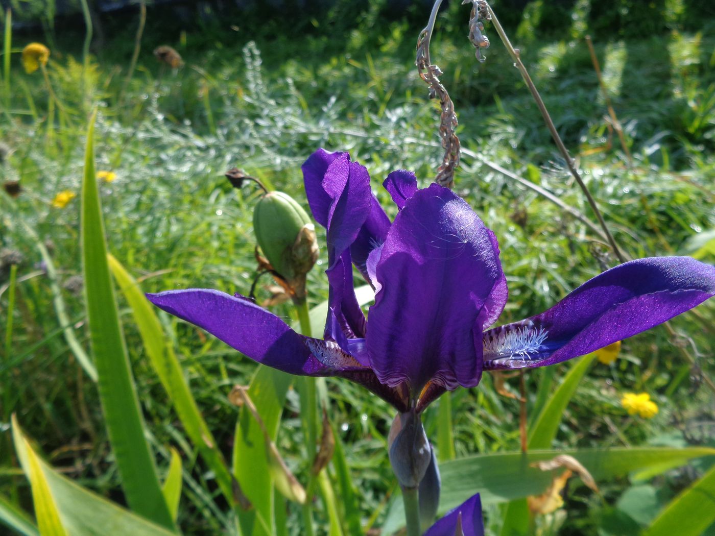 Image of Iris aphylla specimen.