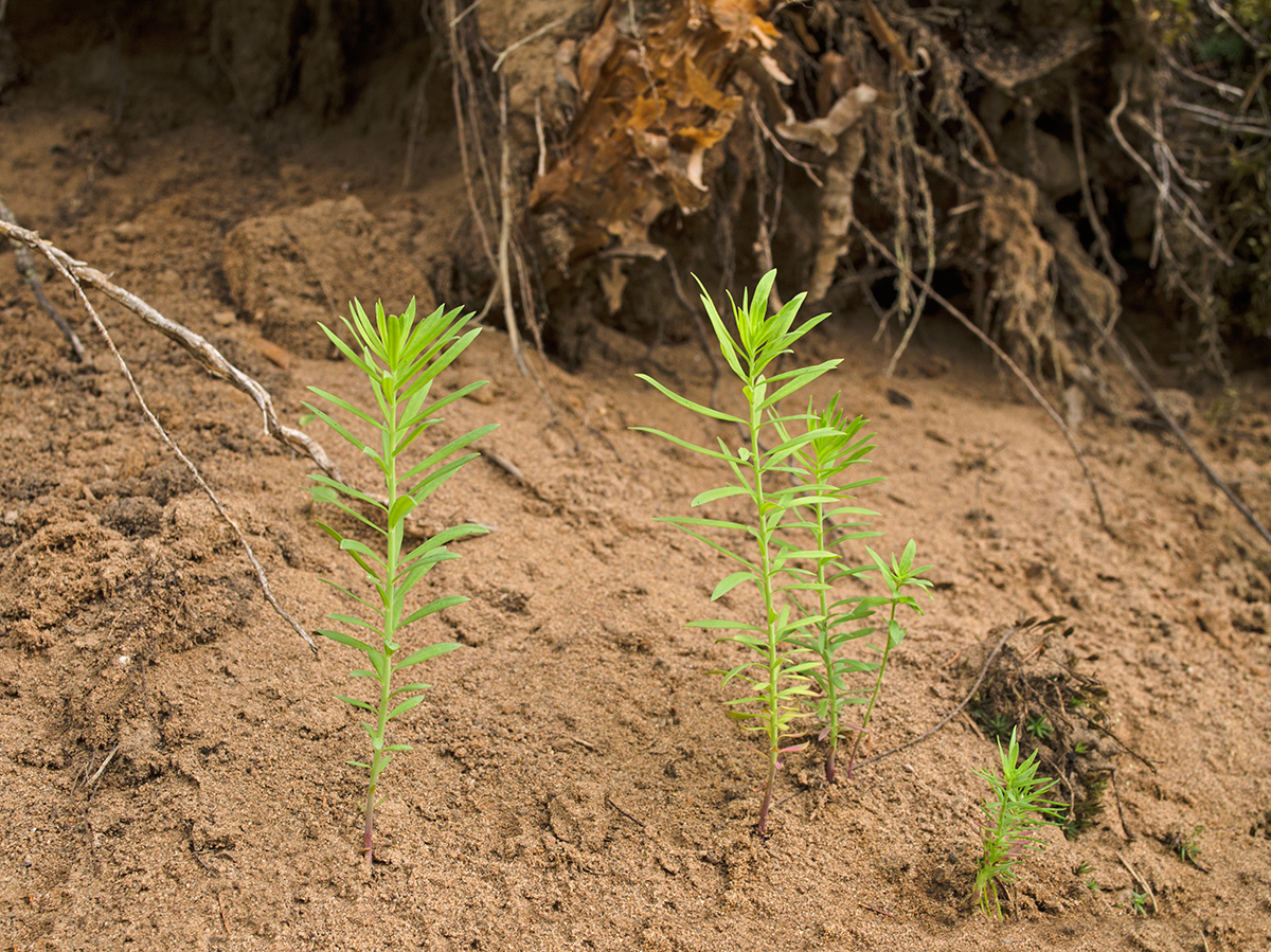 Image of genus Euphorbia specimen.