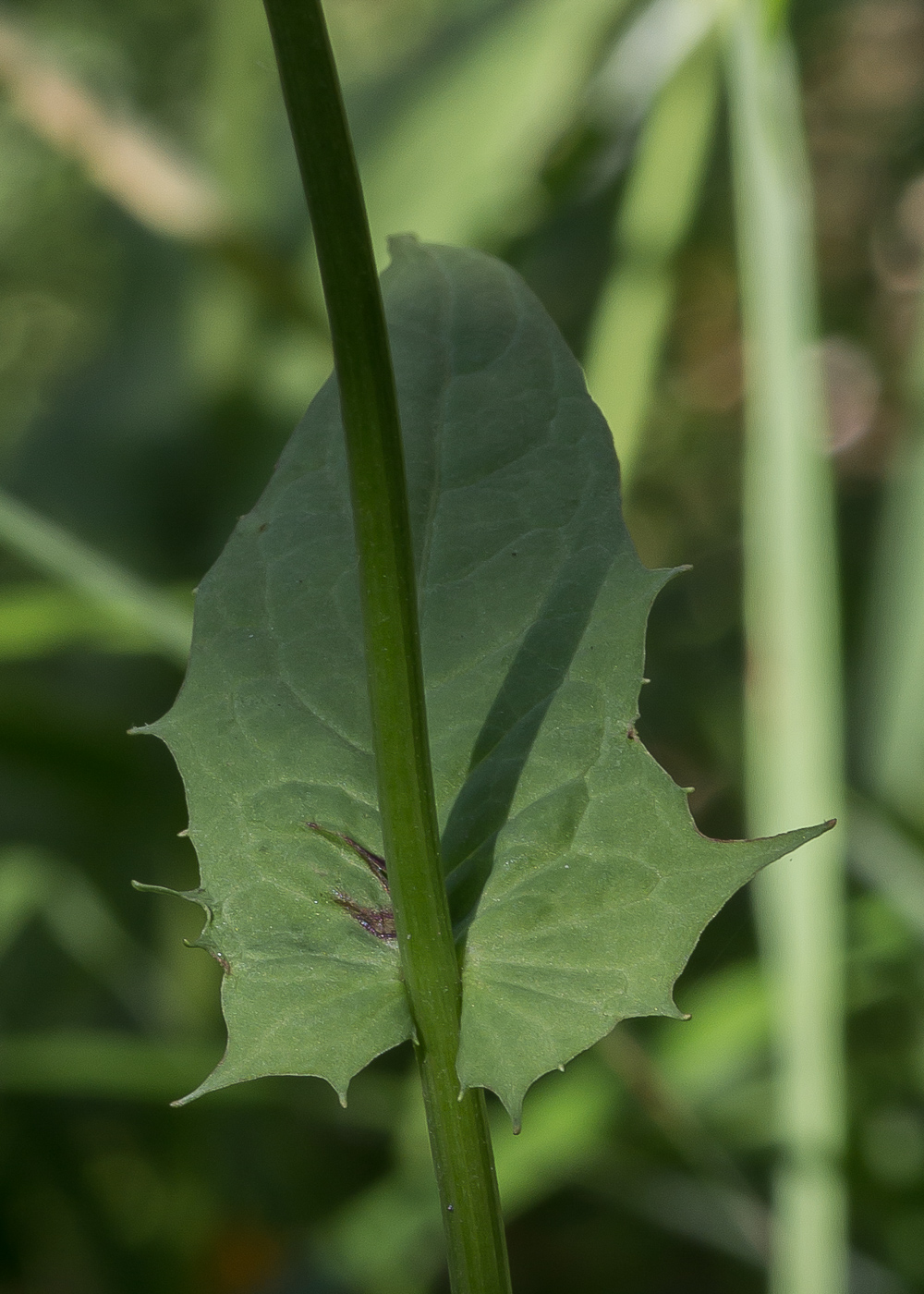 Image of Crepis paludosa specimen.