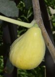 Ficus carica