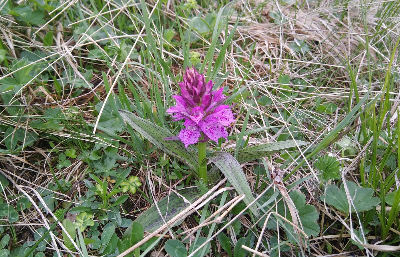 Изображение особи Dactylorhiza euxina.