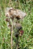 Cirsium heterophyllum. Верхушки побегов с соплодиями. Ленинградская обл., Волосовский р-н, верхнее течение р. Оредеж, суходольный луг. 14.07.2018.