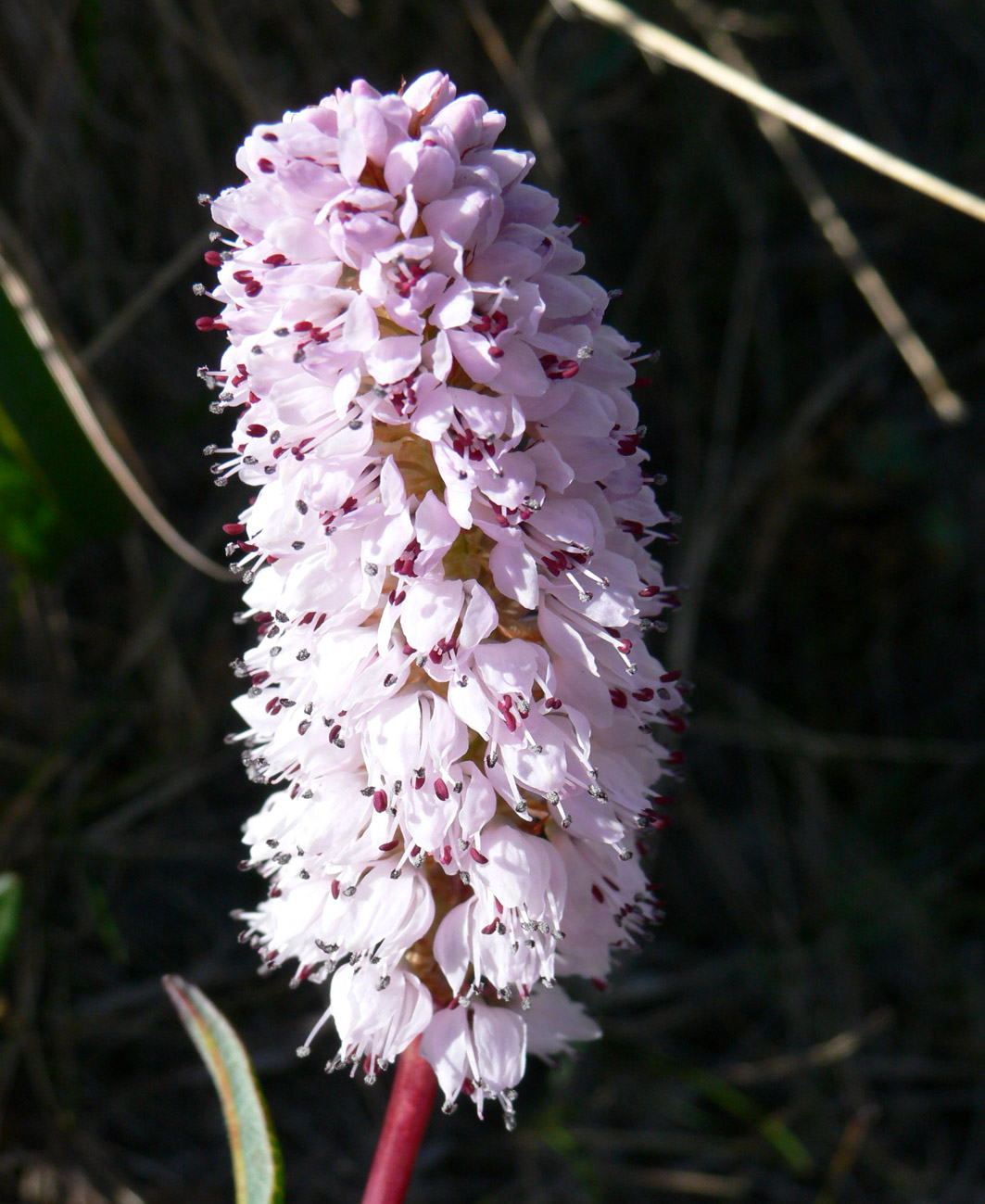 Изображение особи Bistorta officinalis.