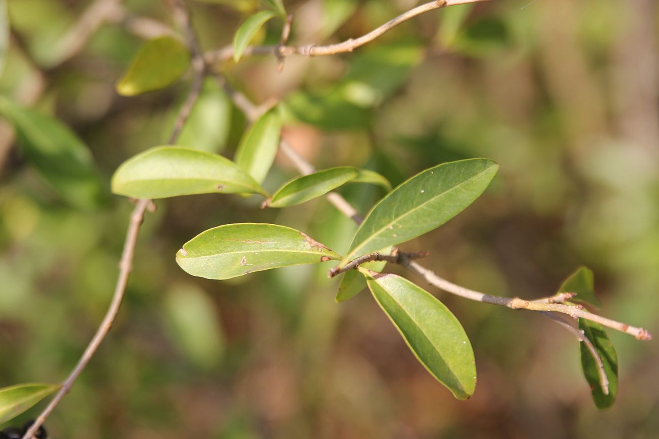 Image of Ligustrum vulgare specimen.