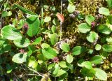 Salix reticulata