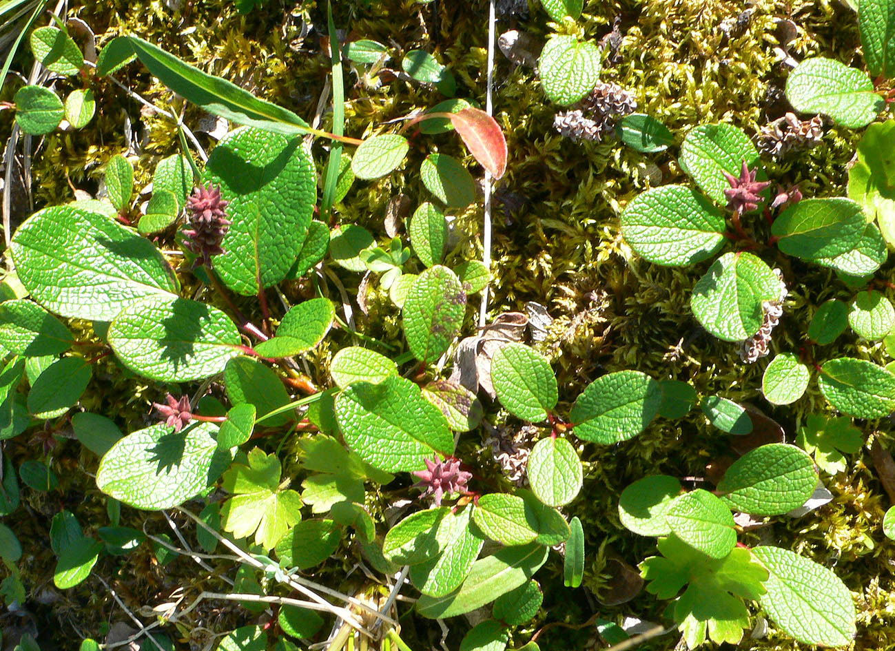 Image of Salix reticulata specimen.