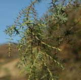Juniperus deltoides. Часть ветви. Крым, Байдарская долина, гора Лысая. 04.11.2018.