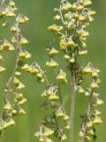 Artemisia laciniata