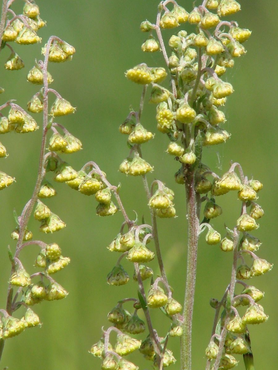 Изображение особи Artemisia laciniata.