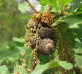 Quercus pubescens. Часть ветви с отцветшими мужскими соцветиями и недоразвитыми прошлогодними плодами. Дагестан, окр. г. Дербент, редколесье. 08.05.2018.