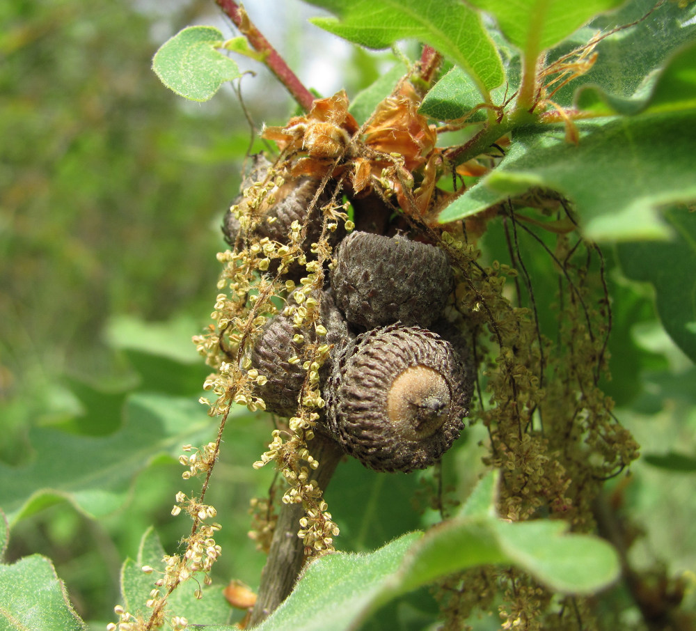 Image of Quercus pubescens specimen.