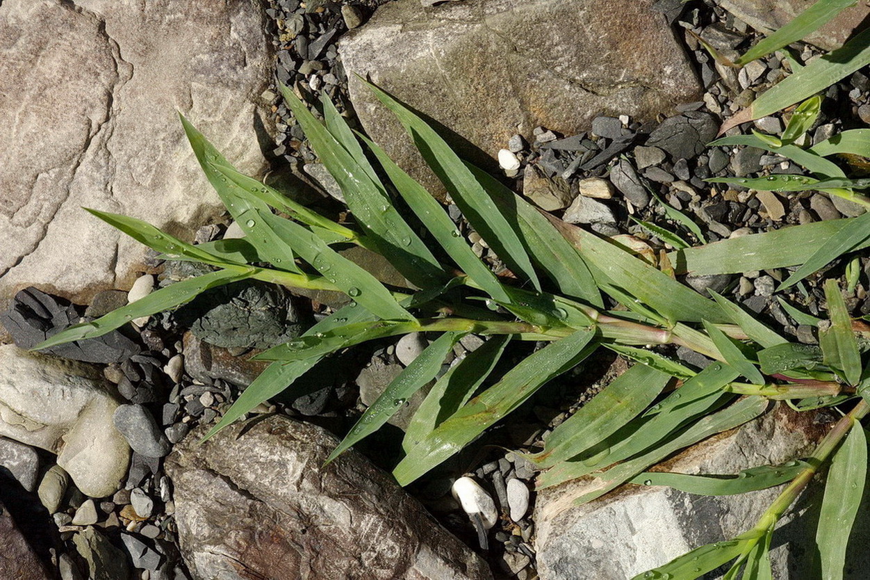 Изображение особи семейство Poaceae.