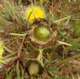 Conicosia elongata