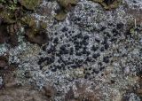 familia Lecideaceae. Таллом с перитециями (?) в сообществе с Umbilicaria (оливково-зелёные талломы). Свердловская обл., окр. г. Заречный, урочище Черемшанское болото, р. Камышенка, на берегу, на камне. 28.05.2018.