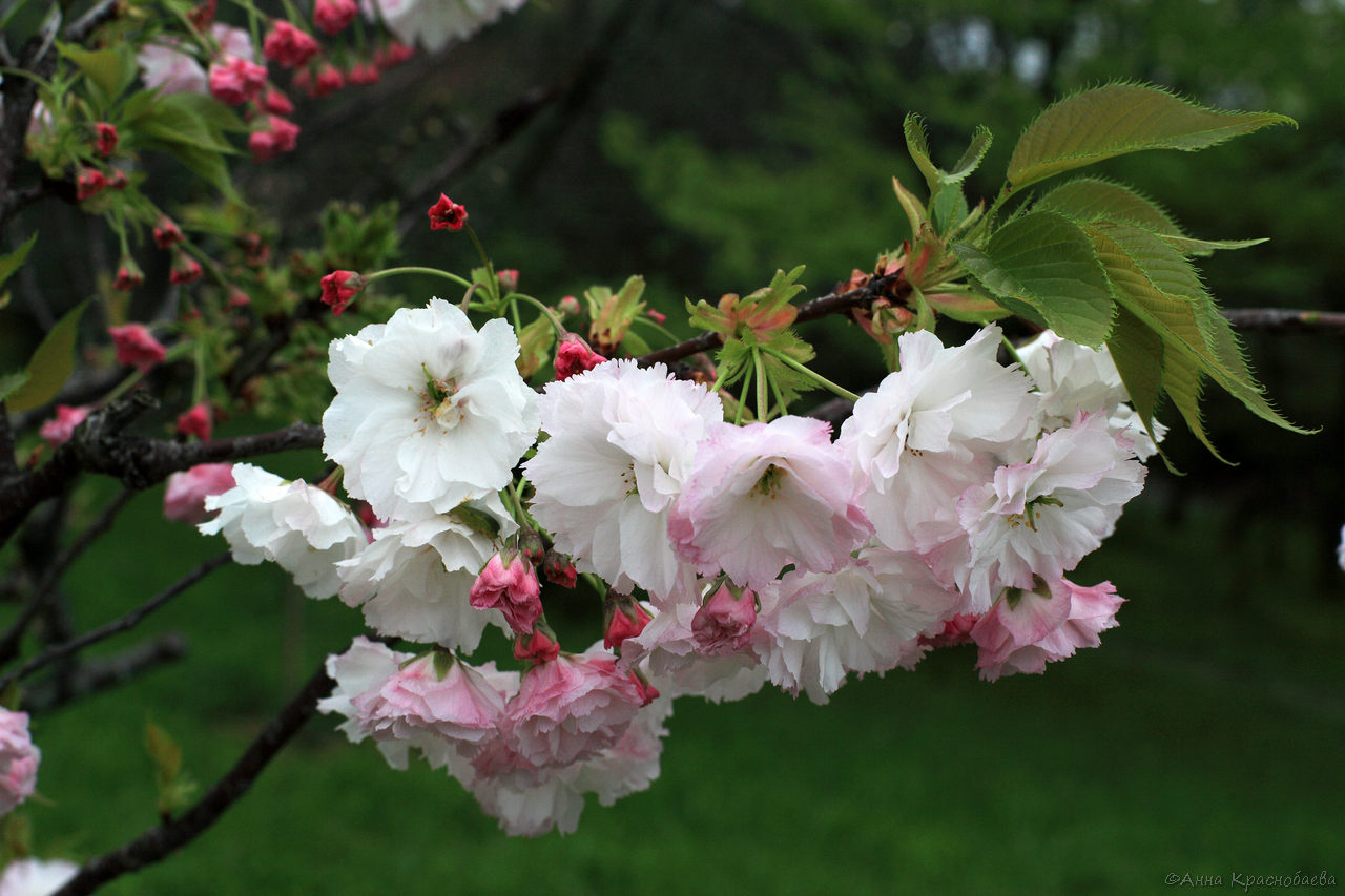 Изображение особи Prunus serrulata.